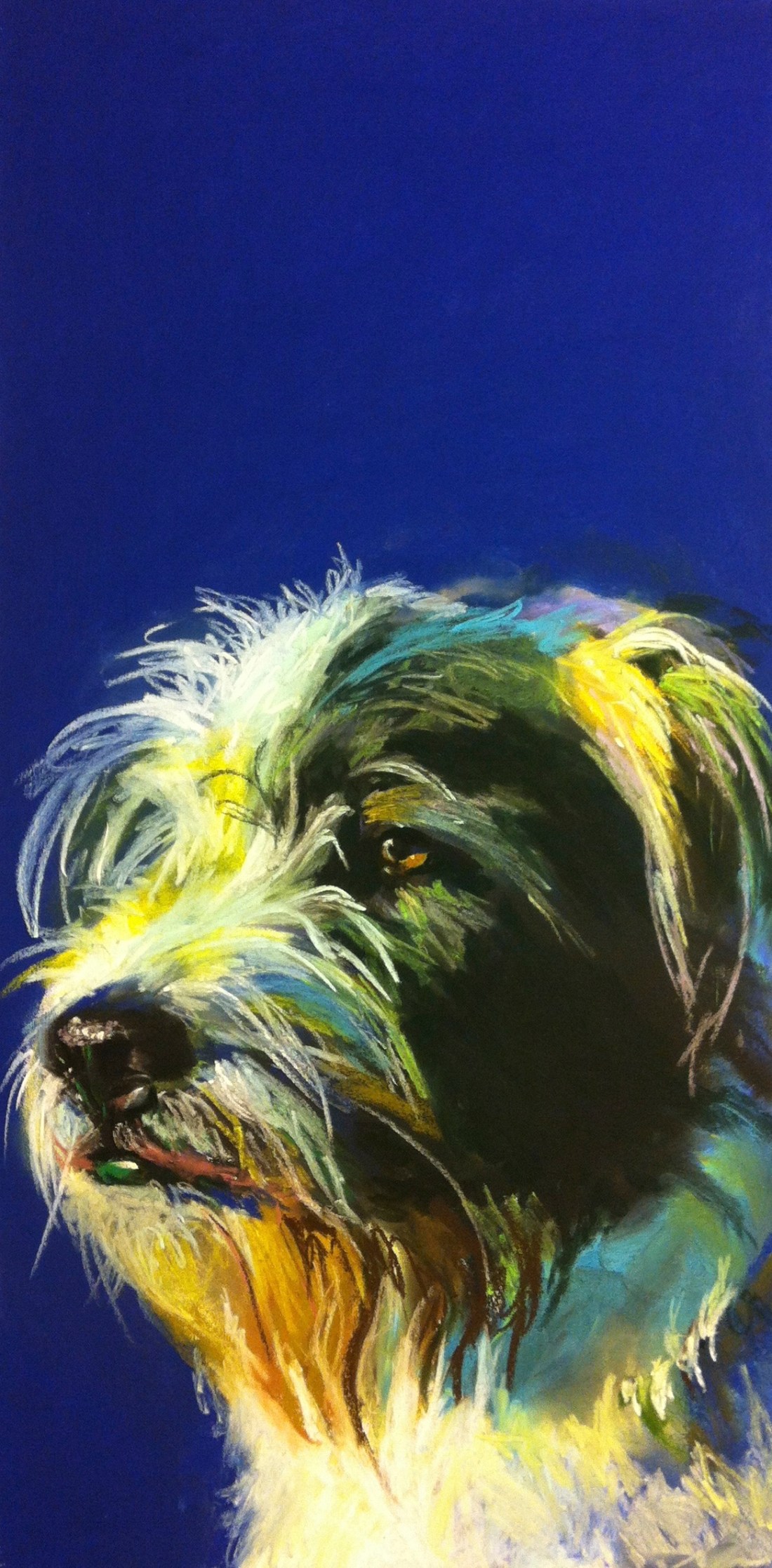 Pretty furry face.  Pastel on paper.